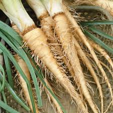 Cream Mammoth Sandwich Vegetable Seeds for Planting