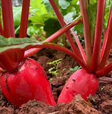 Red Mammoth Beet Vegetable Seeds for Easy Planting