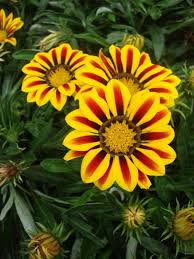 Yellow Red Gazania Rigens Flower Planting Seeds for Vibrant Blossoms in Your Garden