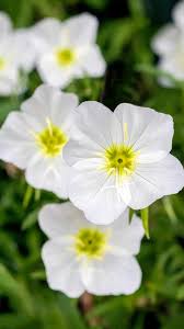 White Evening Primrose Flower Seeds for Planting - Seed for Captivating Nighttime Floral Beauty