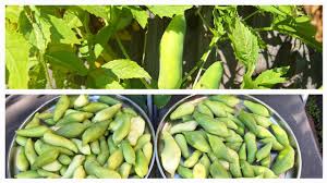 Cyclanthera Pedata Seeds - Ideal for Vegetable Planting