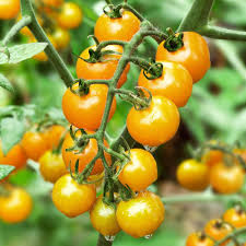 Yellow Tomato Seeds for Planting