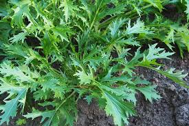Mizuna "Baby Leaf" Seeds for Planting