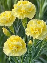 Yellow Caryophyllus Flower Planting Seeds