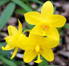 Yellow Phalaenopsis Orchid Plant Seeds for Planting