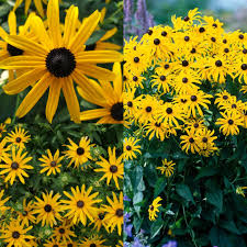Rudbeckia Fulgida Flower Seeds for Planting Brighten Your Garden with Perennial Blooms