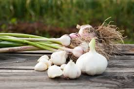Garlic Seeds for Vegetable Garden Planting for Planting, Premium Seeds | Heirloom Non-GMO - Evergrowseeds