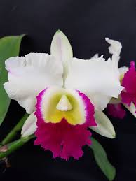 White Pink Cattleya Hybrida Flower Seeds for Planting Seed for Elegant and Vibrant Blooms