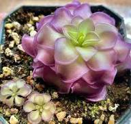Pinguicula Moctezumae Seeds for Planting Exotic Carnivorous Plant Seeds