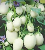 Green White Eggplant Seeds for Vegetable Planting