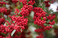 Red Firethorn Fruit Planting Seeds for Vibrant Garden Growth - Seed Ideal for Ornamental