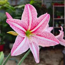 Pink White Amaryllis Flower Seeds for Planting Low Maintenance Heirloom & GMO Free Seeds for Home Garden
Sale