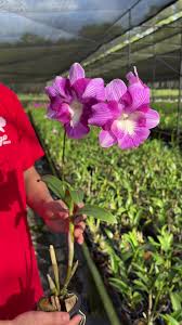 White Violet Cymbidium Flower Planting - Seeds for Thriving Blossoms in Your Garden