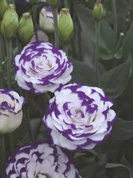 Blue and White Eustoma Flower Seeds for Planting Heirloom Non-GMO Seeds
