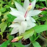 Zygocactus Schlumbergera Seeds - Seed for Thriving Indoor Cacti Growth