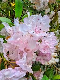 Baby Pink Rhododendron Flower Seeds for Planting Long Bloom Season Heirloom & GMO Free Seeds for Home Garden
Sale