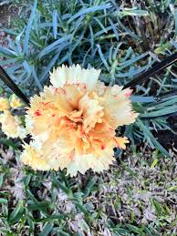 Cream Carnation Flower seeds blooming in flower beds, containers, borders, and pollinator-friendly gardens