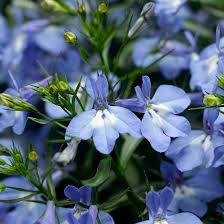 Sky Blue Eschscholtzia Flower Seeds for Planting – Heirloom NonGMO High Germination Organic Garden Seeds for Cut Flower Gardens
Sale