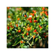 Pequin Vegetable Planting Seeds