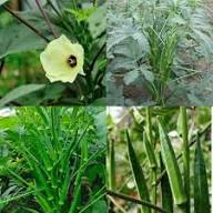 Green Clemson Vegetable Garden Seeds for Planting