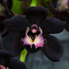 Cymbidium Faberi Black Seeds for Easy Planting