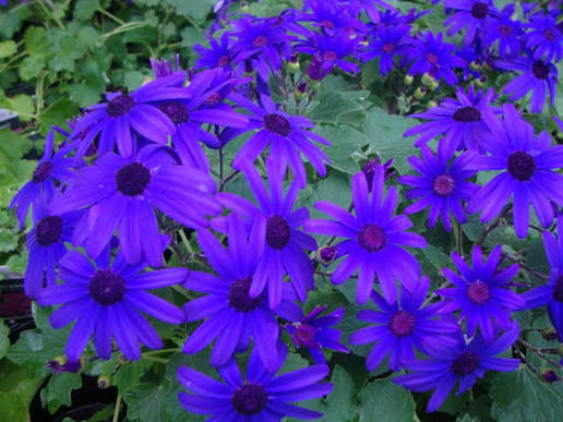 Blue Cineraria Seeds growing in home gardens, containers, raised beds, and outdoor landscapes