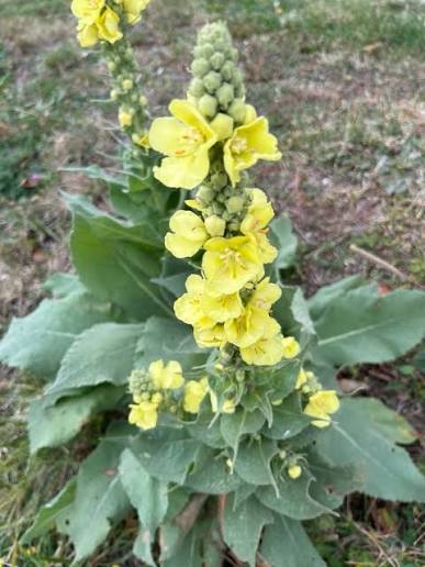 Yellow Verbascum Flower Seeds for Planting Heirloom Non-GMO Seeds