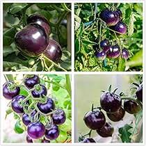 Blue Tomato Vegetable Seeds for Garden Planting