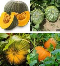 Cream Pumpkin Seeds for Easy Planting - Ideal for Your Garden