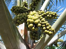 Bismarck Palm Seeds Bismarckia Nobilis Low Maintenance Showy Evergreen Drought Tolerant Bed Border Outdoor