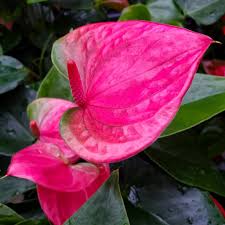 Pink Anthurium Linden Flower Seeds for Planting Compact Growth Heirloom & GMO Free Seeds for Home Garden
Sale