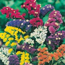 Mixed Colors Lavender Flower seeds for Planting - Seasonal Bloomer, Heirloom & GMO Free Seeds for Home Garden