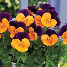 Purple Orange Pansy Seed for Plantings for Planting for Vibrant Planting Heirloom Non-GMO Seeds