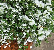 Mixed Bacopa Utopia Flower seeds for Planting - Long Bloom Season, Heirloom & GMO Free Seeds for Home Garden