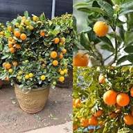 Orange Fruit Seeds for Planting - Grow Delicious Oranges