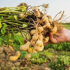 Peanut Variety for Planting Seed for Generous Harvests in Your Garden