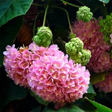 Dombeya Bourgassiae Pink Blossom Plant Seeds for Planting