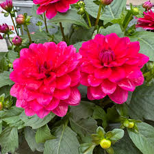 Pink Two Color Dahlia Flower Seeds for Planting Compact Growth Heirloom & GMO Free Seeds for Home Garden
Sale
