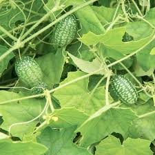 Green Scabra Vegetable Planting Seeds - Grow Fresh Greens