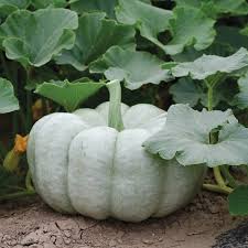 Gray Triamble Pumpkin Seeds for Planting