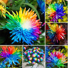 Chrysanthemum Flower Seeds for Gardening & Planting - Beautiful Blooms