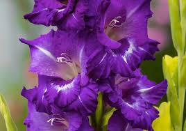 Purple Gladiolus Flower Seeds for Planting Compact Growth Heirloom & GMO Free Seeds for Home Garden
Sale