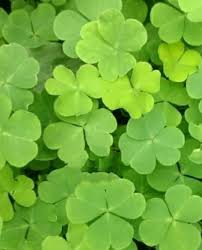 Khaki Green Four Leaf Clover Seeds for Planting – Heirloom NonGMO Organic Garden Seeds High Germination
Sale