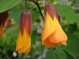 Tangerine Orange Abutilon Seeds for Planting