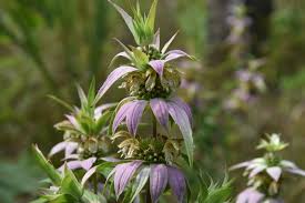 Purple Monarda Punctata Seeds for Planting Vibrant Perennial Blooms Heirloom Non-GMO Seeds