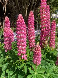 Thick Pink Lupine Flower Seeds for Planting Fragrant Blossoms Heirloom & GMO Free Seeds for Home Garden Sale