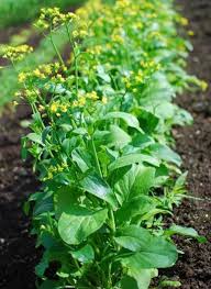 Green Choy Sum Vegetable Seeds for Easy Planting
