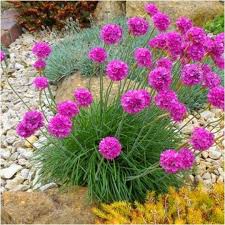 Armeria Maritima Flower Seeds for Planting: Vibrant Groundcover for Beautiful Coastal Gardens