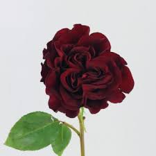 Burgundy Rose Flower Seeds for Planting – Heirloom NonGMO Organic Garden Seeds High Germination Wildflower Mix
Sale