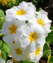 White Primrose Flower Seeds for Planting